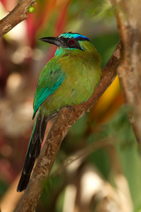 motmot